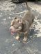 American Bully Puppies for sale in Paterson, NJ, USA. price: $5,000