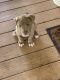 American Bully Puppies for sale in Natchitoches, LA, USA. price: $150