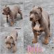 American Bully Puppies for sale in Douglasville, GA, USA. price: $1,500