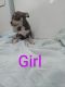 American Bully Puppies for sale in Canton, OH, USA. price: $500