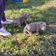 American Bully Puppies for sale in Detroit, MI, USA. price: $3,000