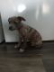 American Bully Puppies for sale in Canton, OH, USA. price: $500