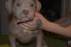 American Bully Puppies for sale in Worcester, UK. price: 1,200 GBP