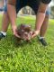 American Bully Puppies for sale in Miami, FL, USA. price: $3,000