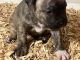 American Bully Puppies for sale in University Place, WA, USA. price: $500