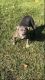American Bully Puppies for sale in Owings Mills, MD, USA. price: $1,000