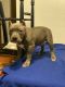 American Bully Puppies for sale in Colorado Springs, CO, USA. price: $1,200