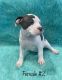 American Bully Puppies for sale in New Palestine, IN 46163, USA. price: $500