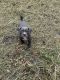 American Bully Puppies for sale in FL-46, Sanford, FL, USA. price: $1