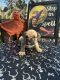 American Bully Puppies for sale in Otsego, MN, USA. price: $800