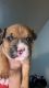American Bully Puppies for sale in Newport, RI, USA. price: $4,500