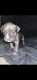 American Bully Puppies for sale in Newport, RI, USA. price: $6,500