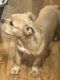 American Bully Puppies for sale in Amarillo, TX, USA. price: $800