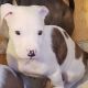 American Bully Puppies for sale in Florence, SC, USA. price: $75