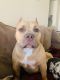 American Bully Puppies for sale in Richmond, CA 94804, USA. price: NA