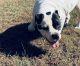 American Bully Puppies for sale in Graham, NC, USA. price: NA