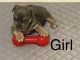 American Bully Puppies for sale in Birmingham, AL, USA. price: $3,000
