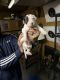 American Bully Puppies for sale in Florence, AL, USA. price: $800