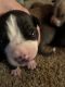 American Bully Puppies for sale in Dublin, GA 31021, USA. price: $6,000