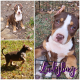 American Bully Puppies for sale in Douglasville, GA, USA. price: $1,500