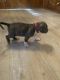 American Bully Puppies for sale in Indianapolis, IN, USA. price: $1,000