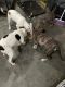 American Bully Puppies for sale in Snellville, GA 30039, USA. price: NA