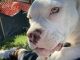 American Bully Puppies for sale in Aurora, CO, USA. price: NA
