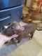 American Bully Puppies for sale in Roanoke, VA, USA. price: $350