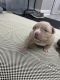American Bully Puppies for sale in Stow, OH, USA. price: $300,000