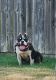 American Bully Puppies for sale in Frisco, TX, USA. price: $1,000
