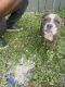 American Bully Puppies for sale in Fort Lauderdale, FL, USA. price: $500