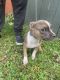 American Bully Puppies for sale in Fort Lauderdale, FL, USA. price: $1,000