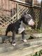 American Bully Puppies for sale in Monroe, MI, USA. price: $1,000