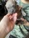 American Bully Puppies for sale in Westminster, CA, USA. price: $1,500