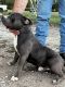 American Bully Puppies for sale in Grandview, TX 76050, USA. price: $1,000