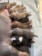 American Bully Puppies for sale in San Francisco, CA, USA. price: $3,500
