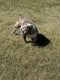 American Bully Puppies for sale in McDonough, GA 30253, USA. price: $1,200