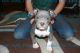 American Bully Puppies for sale in Louisville, KY, USA. price: $850