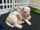 American Bully Puppies for sale in Canarsie, Brooklyn, NY, USA. price: $3,499