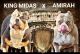 American Bully Puppies for sale in Cambridge, OH 43725, USA. price: $3,000
