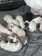 American Bully Puppies for sale in St. Louis, MO, USA. price: $2,500