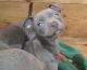 American Bully Puppies for sale in Tacoma, WA, USA. price: $300