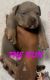 American Bully Puppies for sale in Dallas, TX, USA. price: $5,000