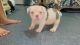 American Bully Puppies for sale in Canarsie, Brooklyn, NY, USA. price: $2,495