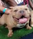 American Bully Puppies for sale in Hialeah, FL, USA. price: $1,000