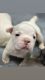American Bully Puppies for sale in Bolivar, TN 38008, USA. price: $4,500