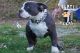 American Bully Puppies for sale in Pittsburgh, PA, USA. price: $2,500