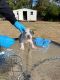 American Bully Puppies for sale in Phenix City, AL, USA. price: $1,500
