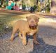 American Bully Puppies for sale in Laurel, MS 39440, USA. price: $700