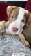 American Bully Puppies for sale in Miami, FL, USA. price: $800